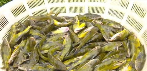 洪水過后，畜牧漁業(yè)生產(chǎn)自救指南——飼料安全與使用要點