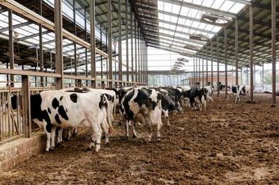 農業四大支柱 種植業、畜牧業、林業與漁業的協同發展與飼料供給