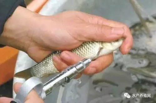 春季畜牧漁業病害高發，科學投喂飼料筑牢養殖防線