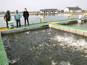 魚躍“跑道”煥新生 水鄉興起循環養殖，傳統漁業駛入升級快車道