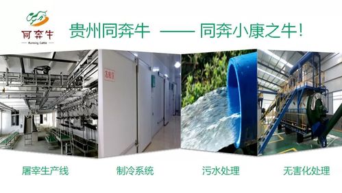 A級畜禽屠宰加工廠即將投產，優質產品將輻射全國市場