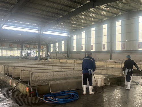 如皋“智”造 一部手機喂遍全球，慧養魚計劃引領農業轉型