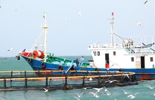 向海圖強 海南臨高如何以漁業傳統優勢賦能海洋牧場與畜牧飼料新賽道